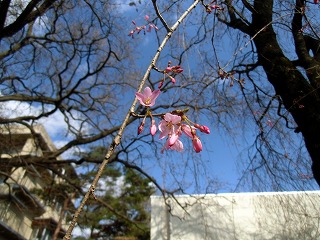 NＣＮＰ桜