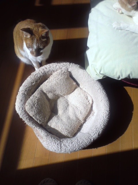 もとはキューブの猫ベッド