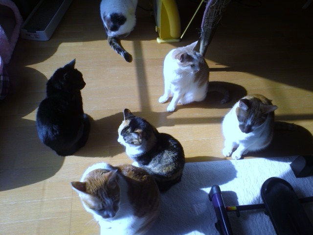 猫の集会