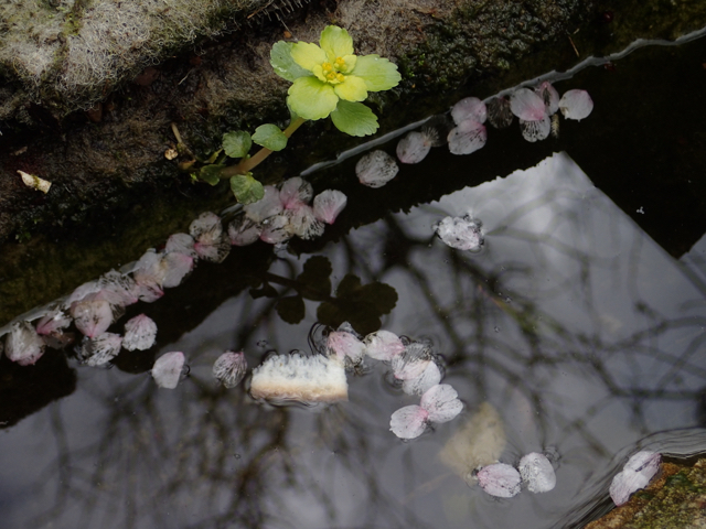 池　桜の花びら