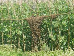 【写真】三郎畑のサヤエンドウの支柱に群がる分蜂途中のミツバチたちの様子