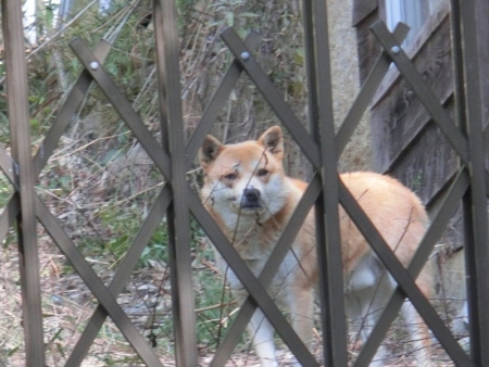 倉敷公園犬16-03-14-01
