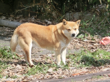 倉敷公園犬16-03-14-02