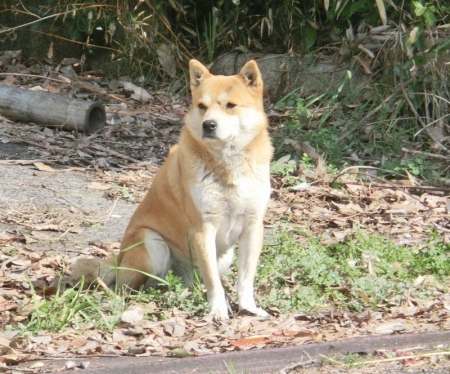 倉敷公園犬16-03-14-03